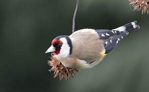 European Goldfinch