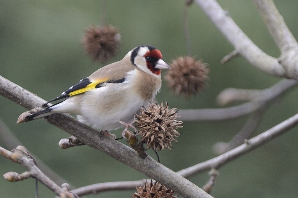 European Goldfinch male adult breeding