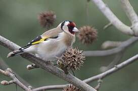 European Goldfinch