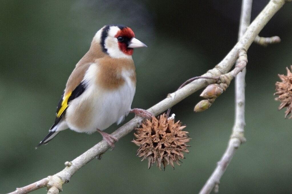 European Goldfinch male adult breeding