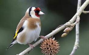 European Goldfinch