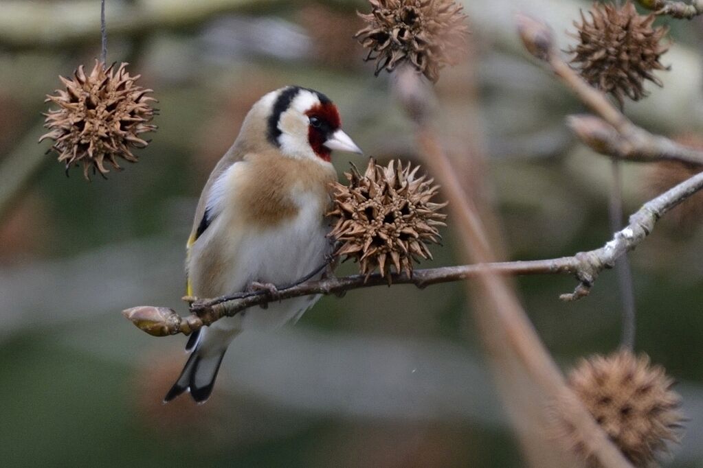 European Goldfinch male adult breeding