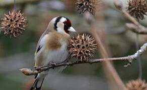 European Goldfinch