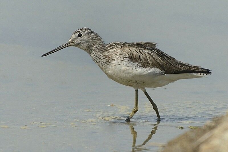 Common Greenshankadult post breeding