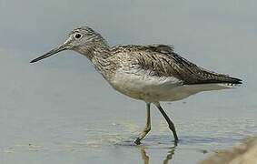 Common Greenshank