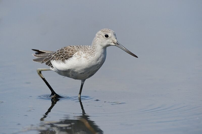 Common Greenshankadult post breeding