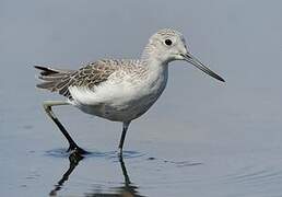 Common Greenshank