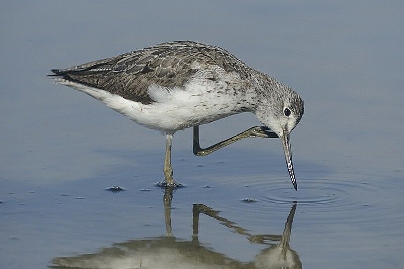 Common Greenshankadult post breeding