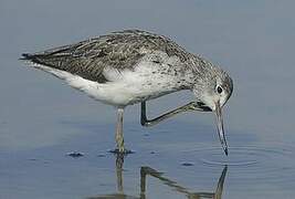 Common Greenshank