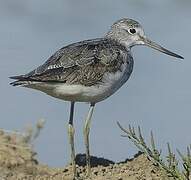 Common Greenshank