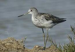 Common Greenshank