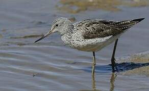 Common Greenshank