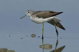 Common Greenshank