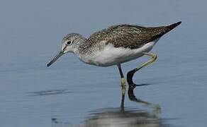 Common Greenshank