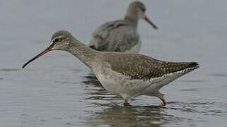 Spotted Redshank