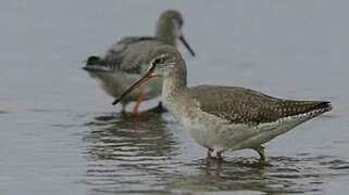 Spotted Redshank