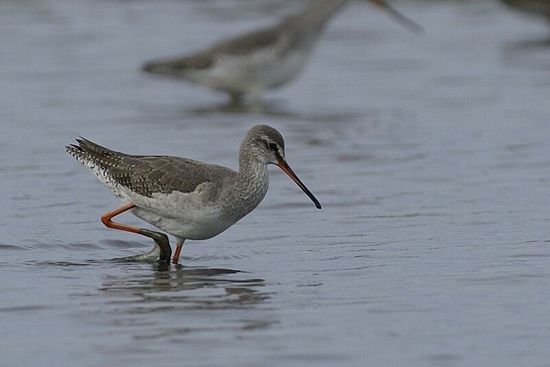 Spotted Redshankadult post breeding