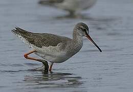 Spotted Redshank