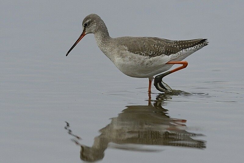 Spotted Redshankadult post breeding