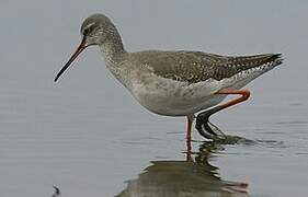 Spotted Redshank