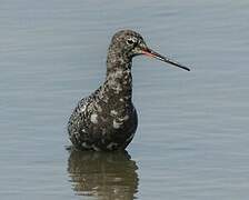 Spotted Redshank