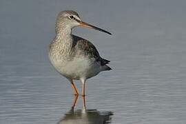 Spotted Redshank