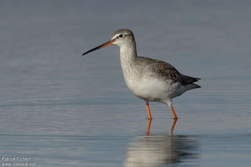 Spotted Redshankadult post breeding, identification