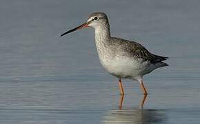 Spotted Redshank