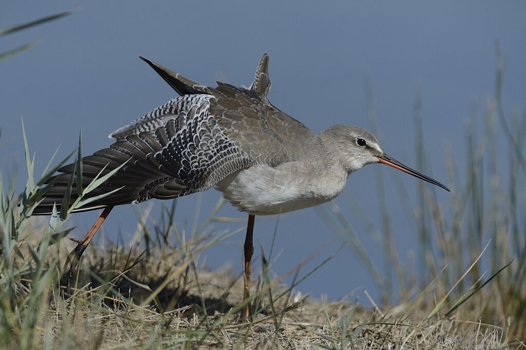 Spotted Redshankadult post breeding, identification