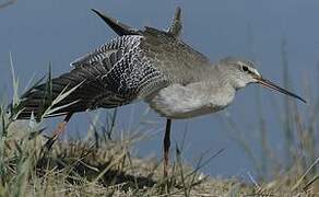 Spotted Redshank