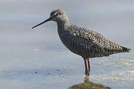 Spotted Redshank