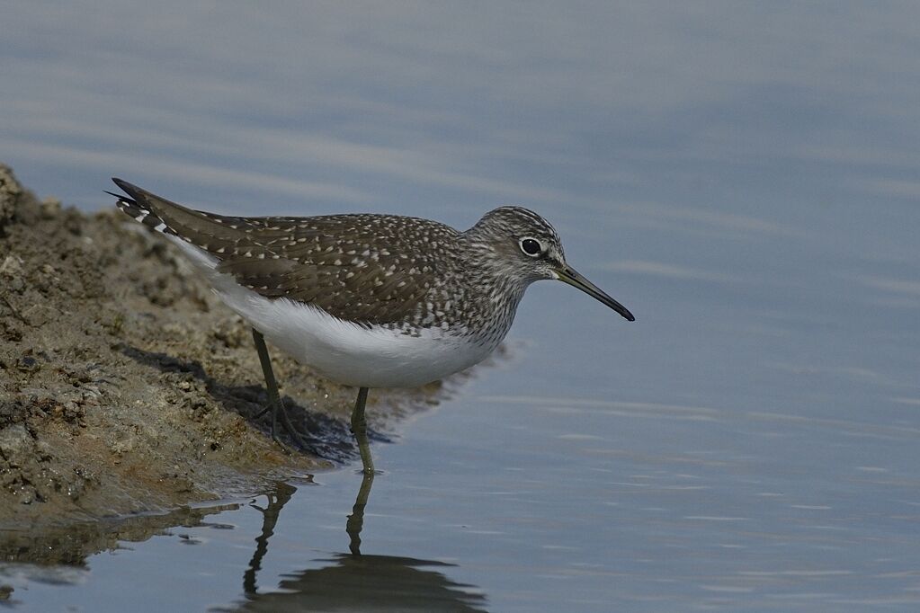 Green Sandpiperadult breeding, habitat