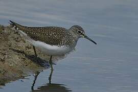 Green Sandpiper