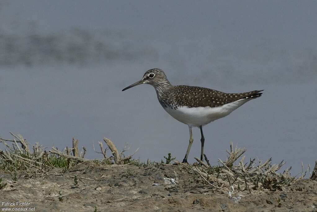 Green Sandpiperadult breeding, identification