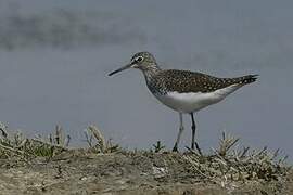 Green Sandpiper