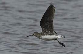 Green Sandpiper