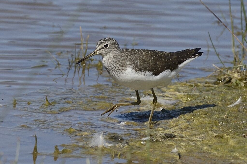 Green Sandpiperadult breeding, identification