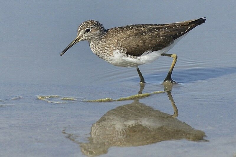 Green Sandpiperadult