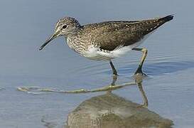 Green Sandpiper