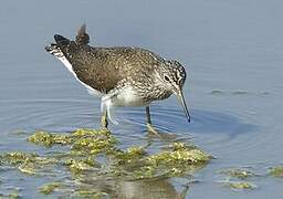 Green Sandpiper