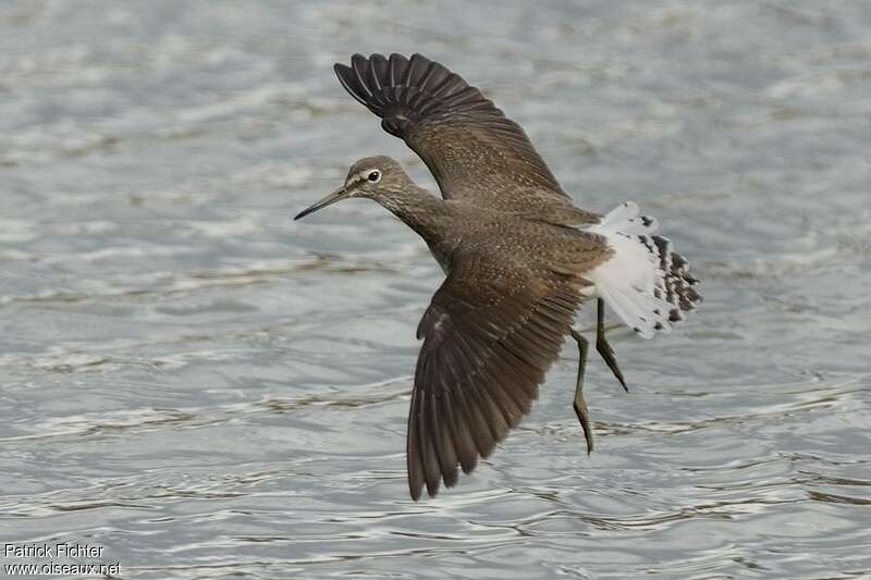 Green Sandpiper, Flight