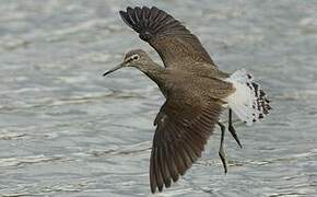 Green Sandpiper