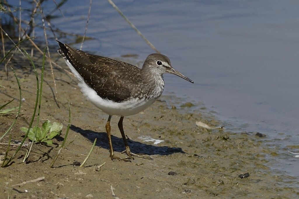 Green Sandpiperadult, identification