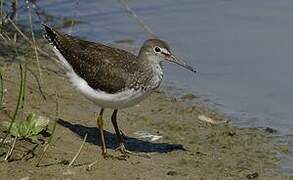 Green Sandpiper