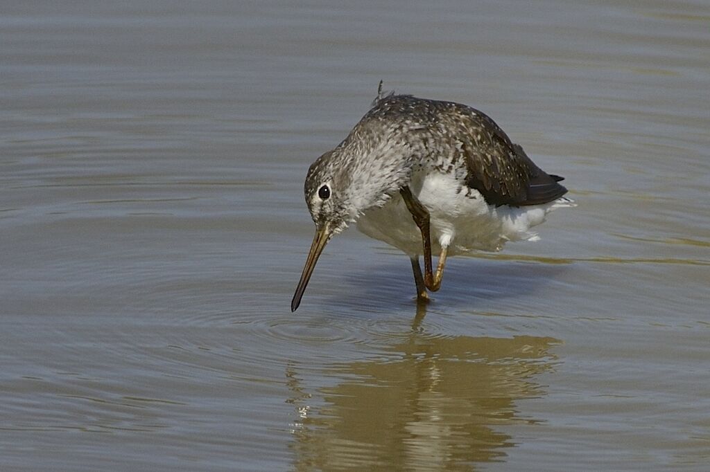 Green Sandpiperadult, care