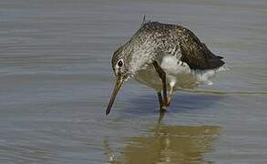 Green Sandpiper