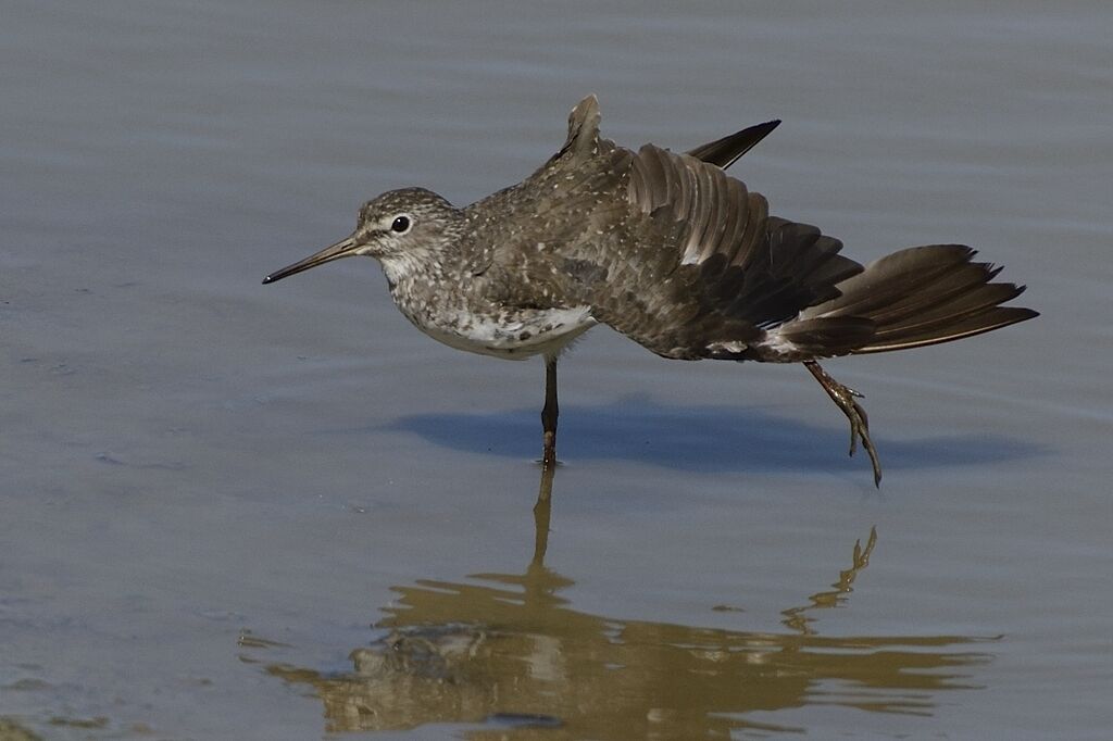 Green Sandpiperadult, care