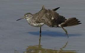 Green Sandpiper