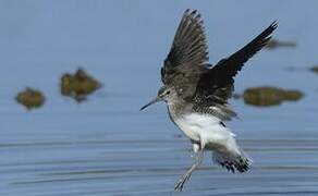 Green Sandpiper