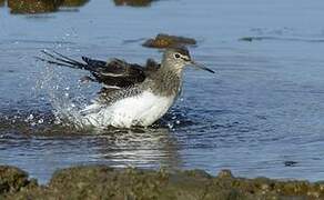 Green Sandpiper